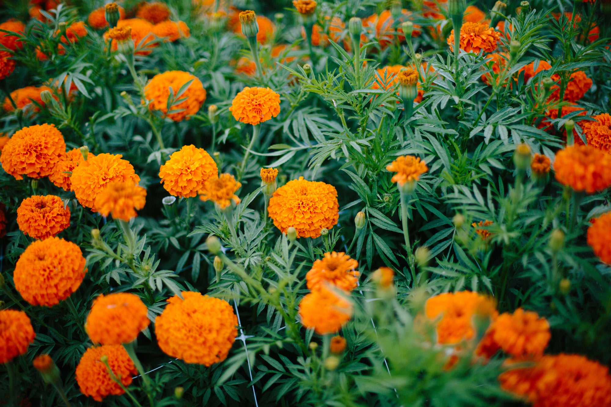 Giant Orange Marigolds in Bloom